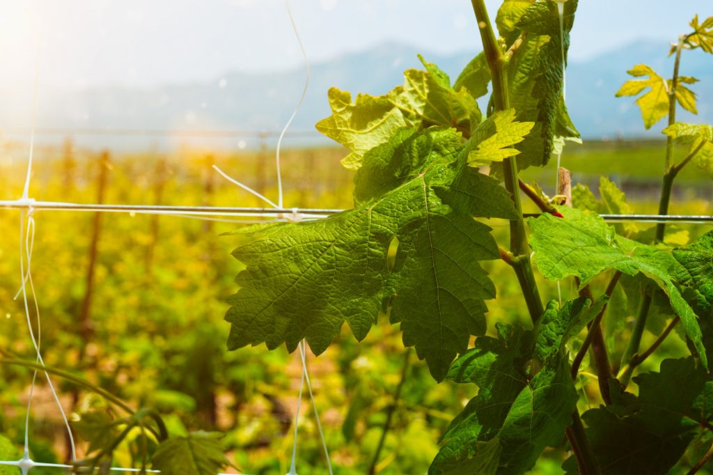 The Influence of Climate and Terroir on Wine Making